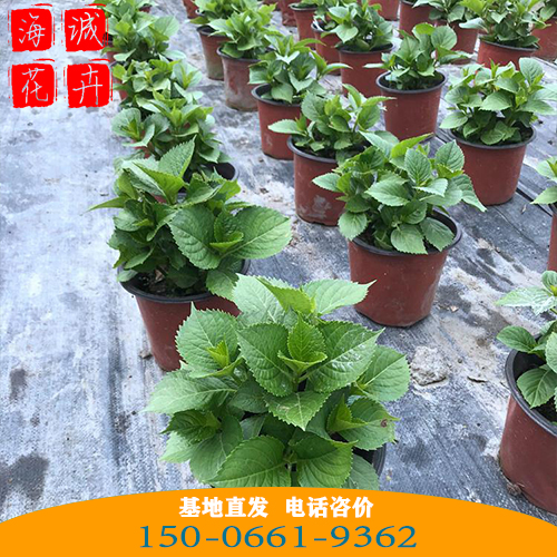 绣球批发价格 青州苗木草花绣球种植基地
