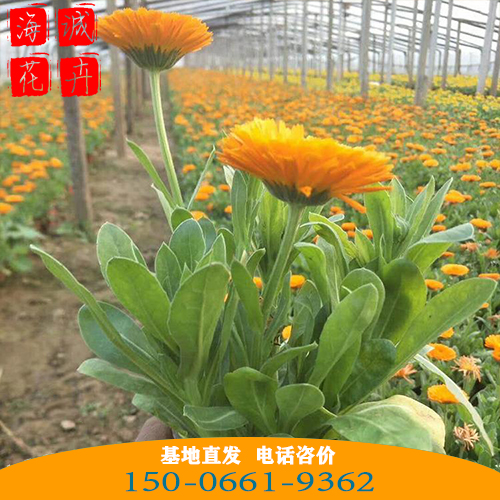 金盏菊批发价格 青州苗木草花金盏菊种植基地