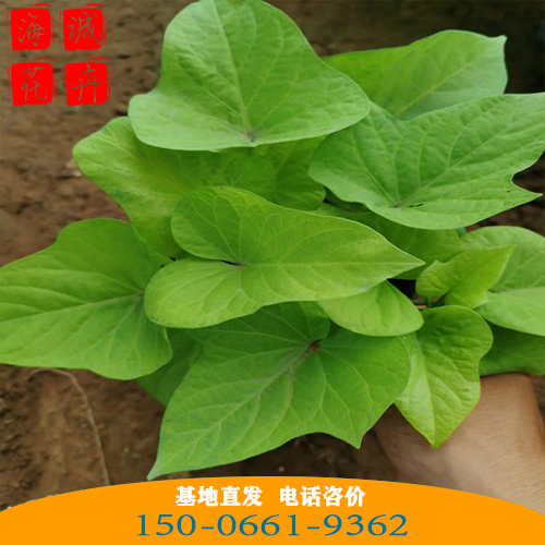 黄金薯批发价格 青州苗木草花黄金薯种植基地