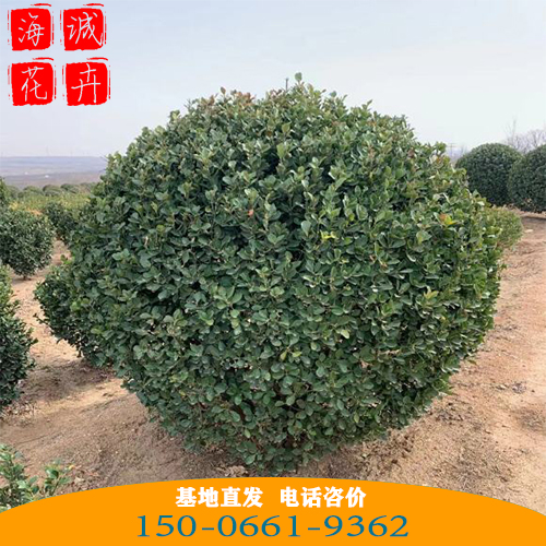 冬青批发价格 青州苗木草花冬青种植基地