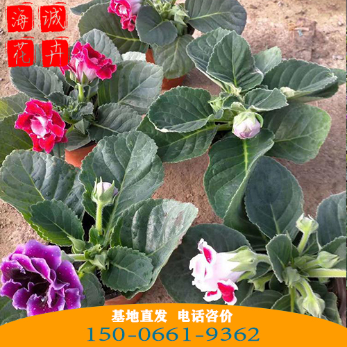 大岩桐批发价格 青州苗木草花大岩桐种植基地