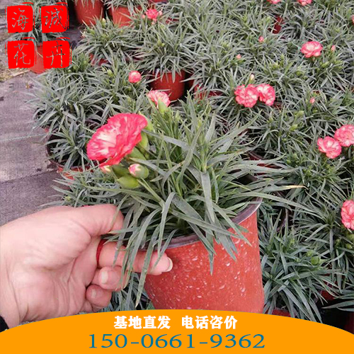 康乃馨批发价格 青州苗木草花康乃馨种植基地