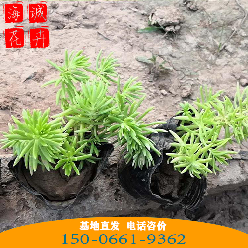 佛甲草批发价格 青州苗木草花佛甲草种植基地