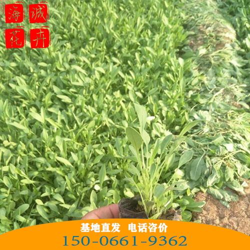 黑心菊批发价格 青州苗木草花黑心菊种植基地