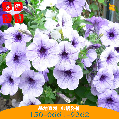 矮牵牛批发价格 青州矮牵牛种植基地