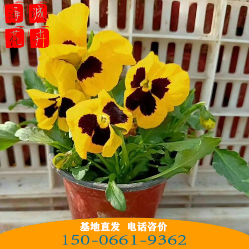 三色堇批发价格 青州苗木草花三色堇种植基地