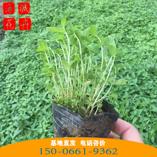 千屈菜批发价格 青州苗木草花千屈菜种植基地