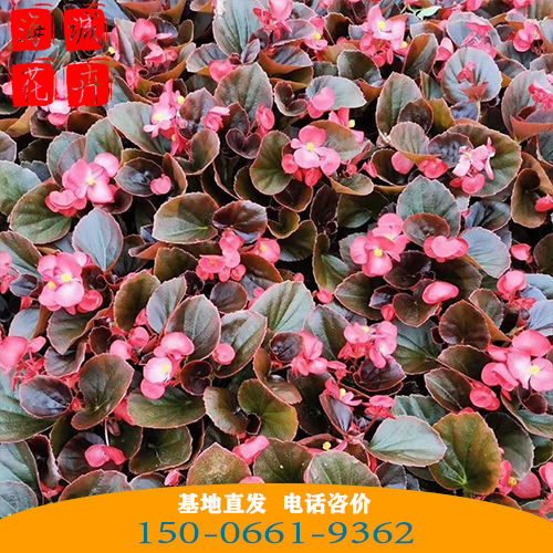 四季海棠批发价格 青州苗木草花四季海棠种植基地