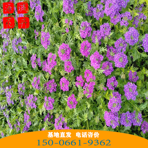 美女樱批发价格 青州苗木草花美女樱种植基地