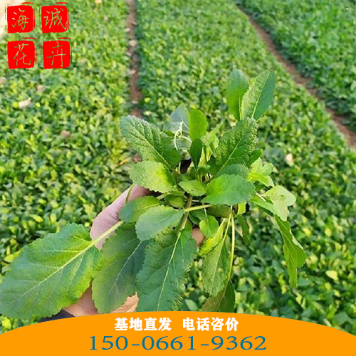 聊城鼠尾草批发价格 青州宿根草花基地直发