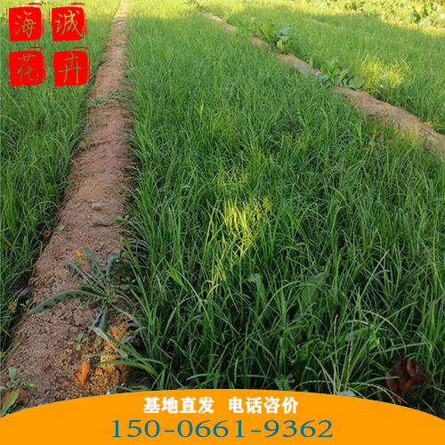 麦冬批发价格 青州苗木草花麦冬种植基地