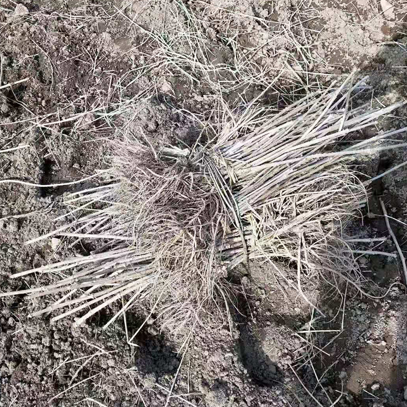 长期大量供应刺嫩芽苗 货源充足 品种丰富 刺嫩芽种植基地