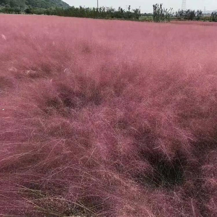 出售 粉黛乱子草杯苗 慧帆花卉 观赏效果佳