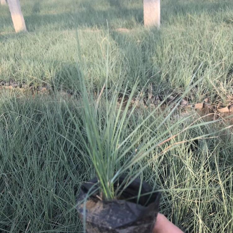 网红打卡地粉黛乱子草花海 观赏用地被草杯苗