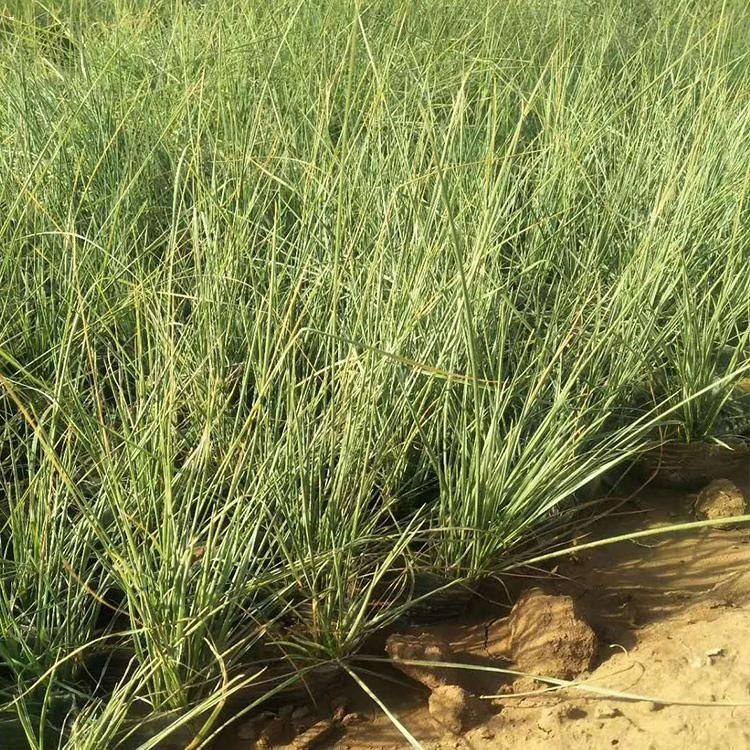 工程用粉黛乱子草 供应粉黛乱子草小苗 青州乱子草报价