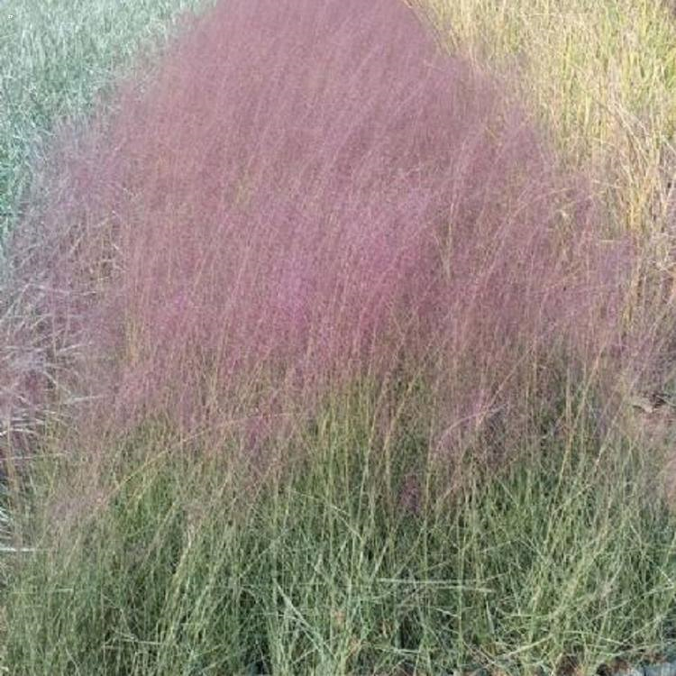 观赏草花 粉黛乱子草价格查询 山东粉黛乱子草基地