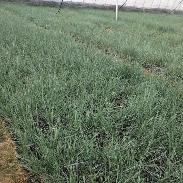 慧帆花卉 粉黛乱子草行情 粉黛乱子草基地