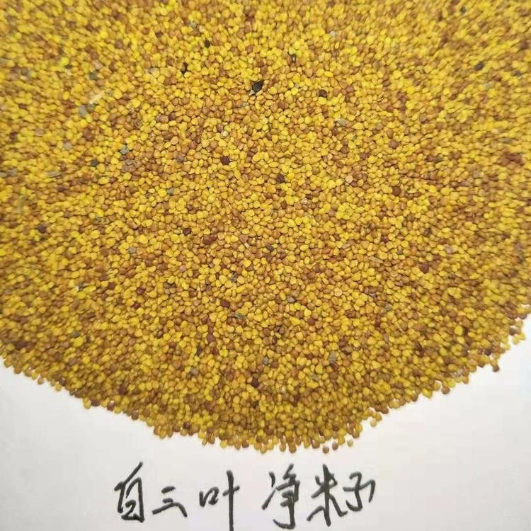 山东白三叶种子批发 白三叶种子大量供应 价格从优