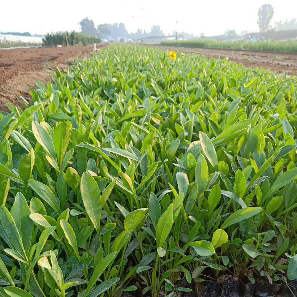 青州金鸡菊  金鸡菊行情  庭院常见栽培