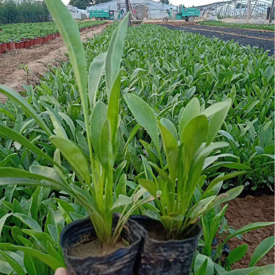 山东金鸡菊供应  金鸡菊行情  花大色艳，常开不绝