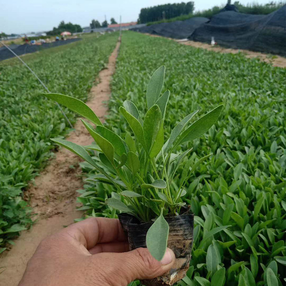公园道路两旁黄色菊花  金鸡菊价格  适应能力好