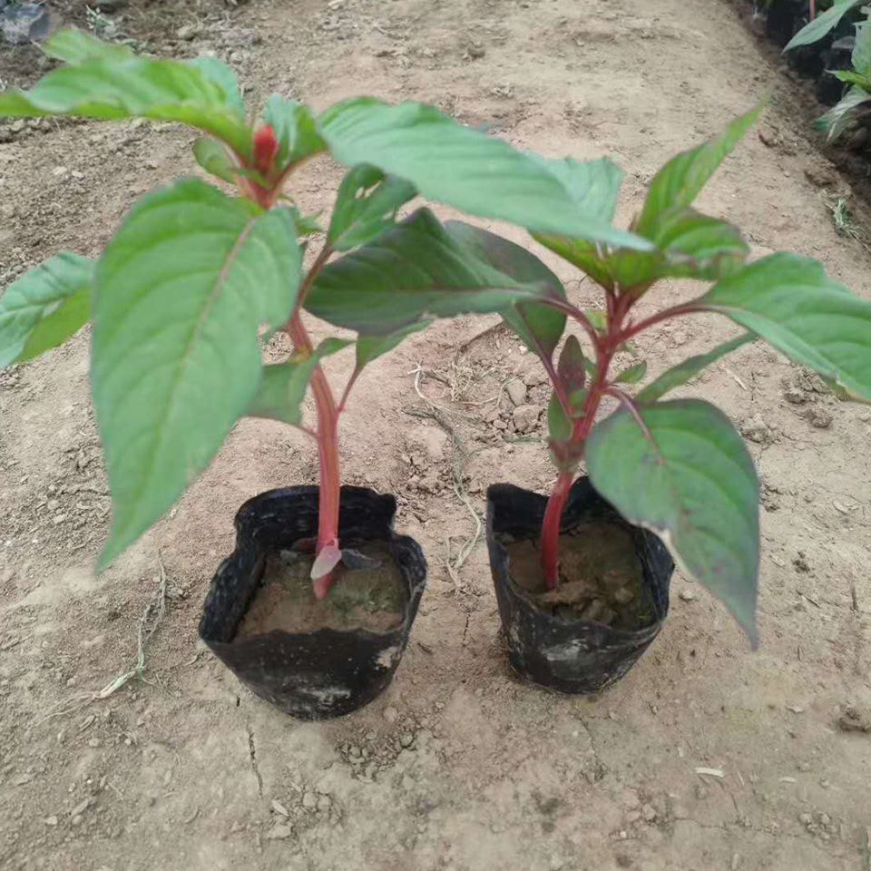 租摆用鸡冠花批发  鸡冠花小苗  一年草本植物