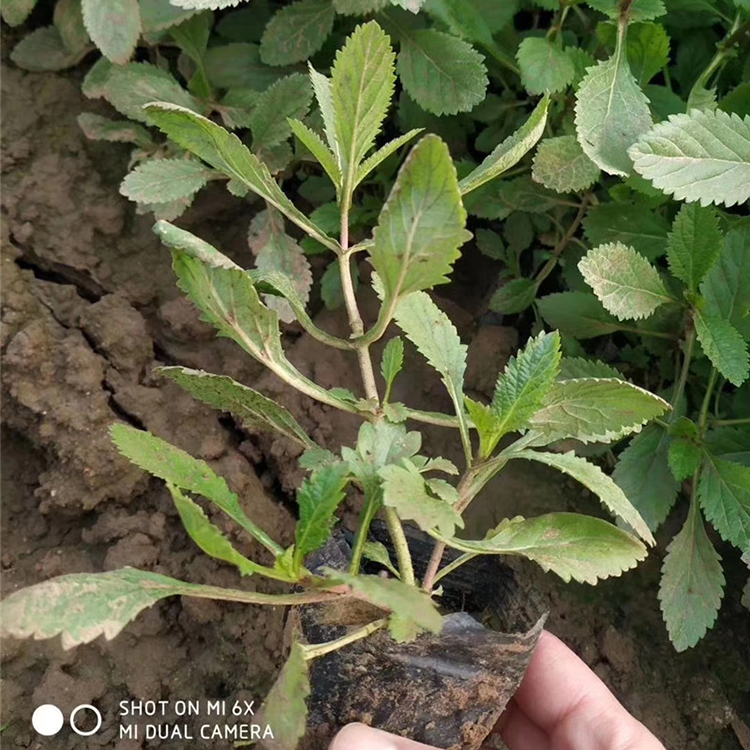 柳叶马鞭草 森灏花卉苗木 青州草花 马鞭草行情