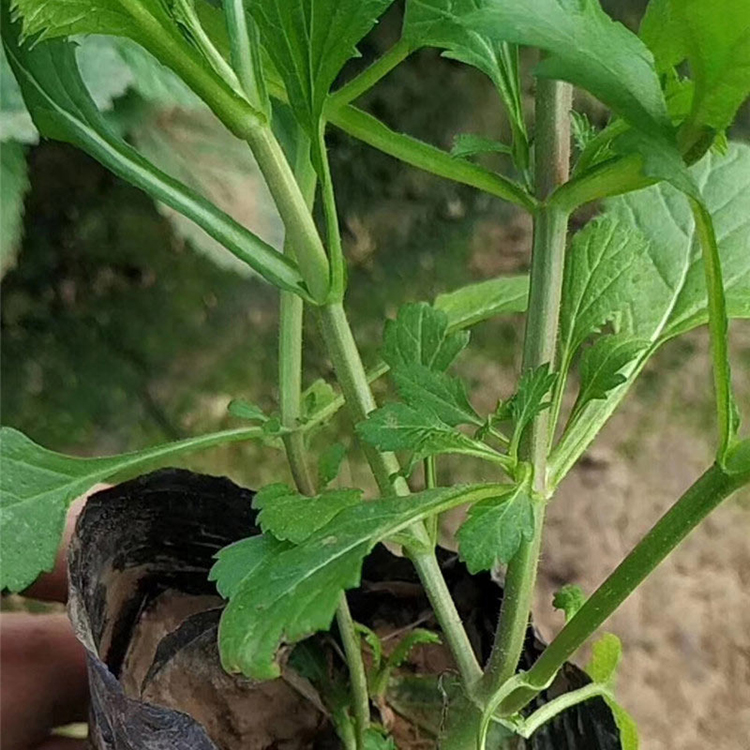 马鞭草销售 价格实惠 柳叶马鞭草