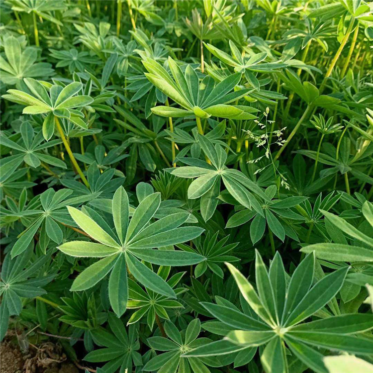 鲁冰花批发销售 阳台室内用花羽扇豆幼苗 应季花