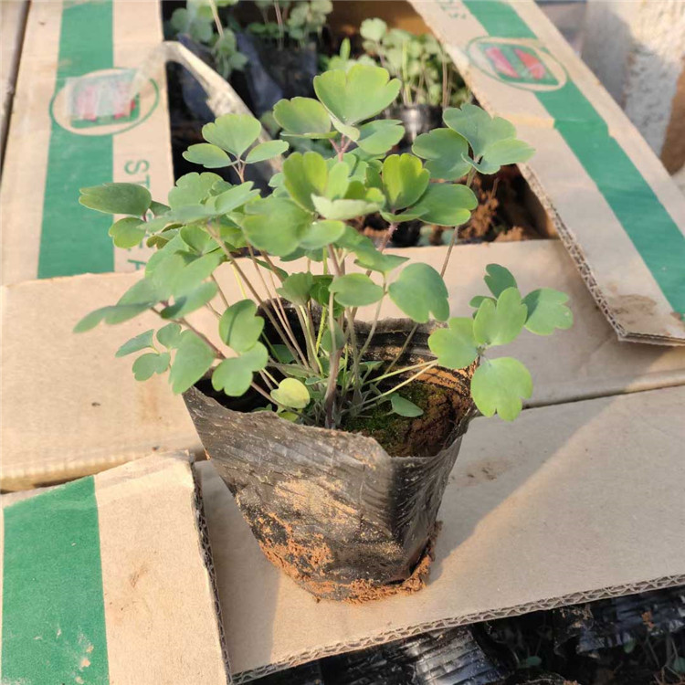 大花飞燕草青州草花 不怕冻的草花飞燕草绿植 多年生宿根花卉