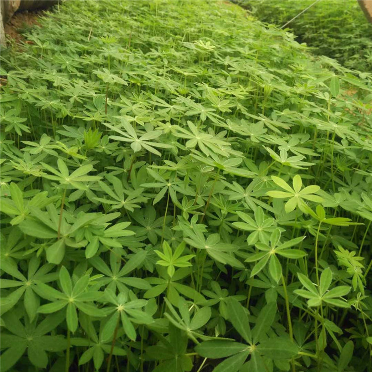  鲁冰花常年供应 市政绿化用苗羽扇豆地被植物 多种颜色花选择