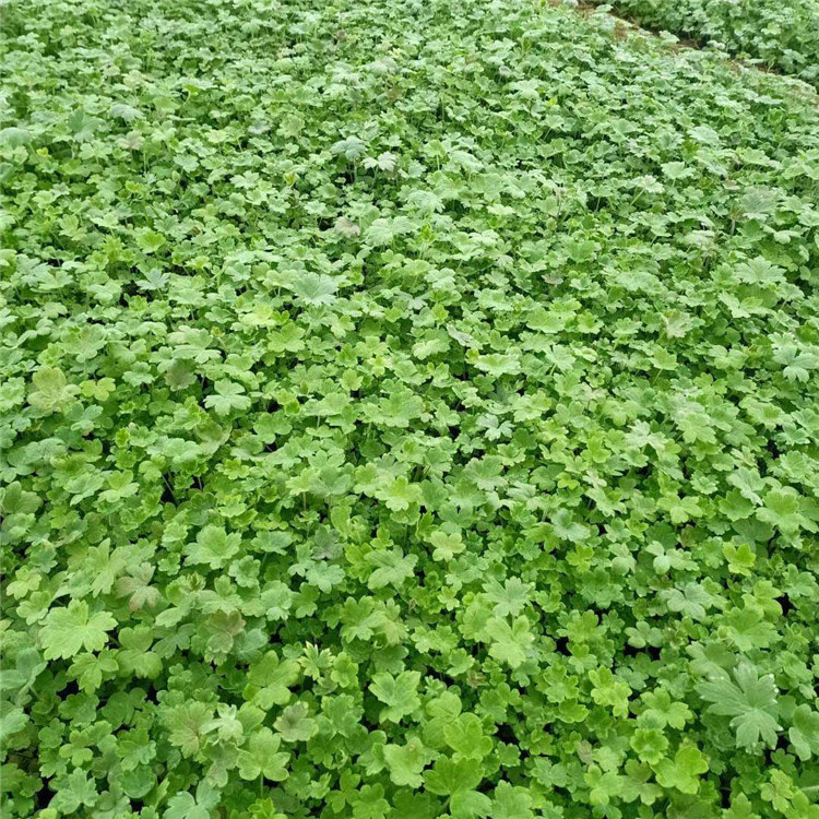 大花飞燕草青州草花 四季庭院花海飞燕草花卉 价格实惠