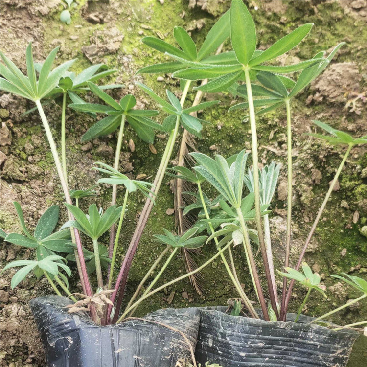  鲁冰花山东草花基地 组摆花卉羽扇豆黑袋苗 应季花