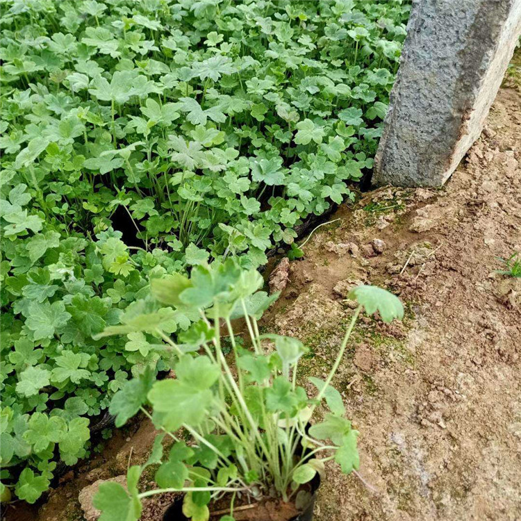 大花飞燕草山东草花基地 公园花坛绿化飞燕草小杯 花型好