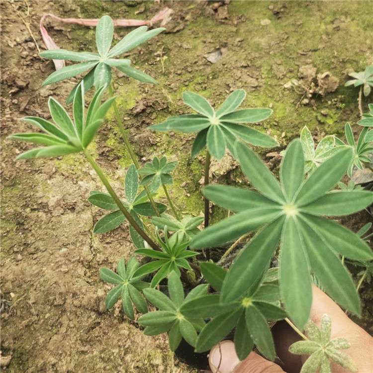  鲁冰花批发销售 阳台室内用花羽扇豆幼苗 支持混批