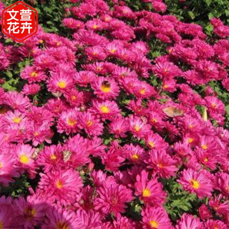 翠菊小皮碗 应季苗木 翠菊小皮碗种植基地