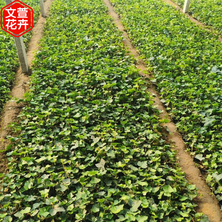 常春藤 常春藤种植基地 绿化苗木基地 大量批发
