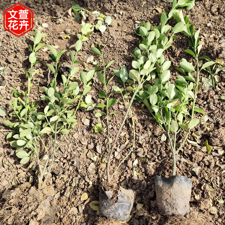 青州基地批发卫矛冬青 道路花坛装饰市政绿化耐寒灌丛卫矛冬青