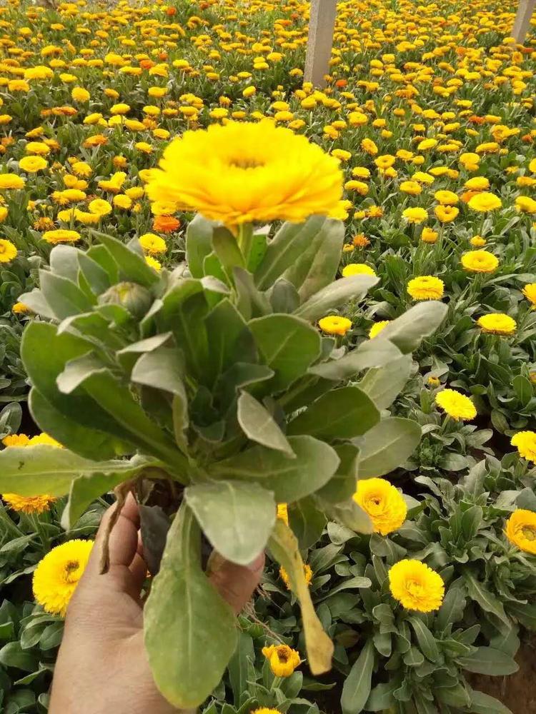 出售南非万寿菊  万寿菊盆栽  花大色艳，常开不绝