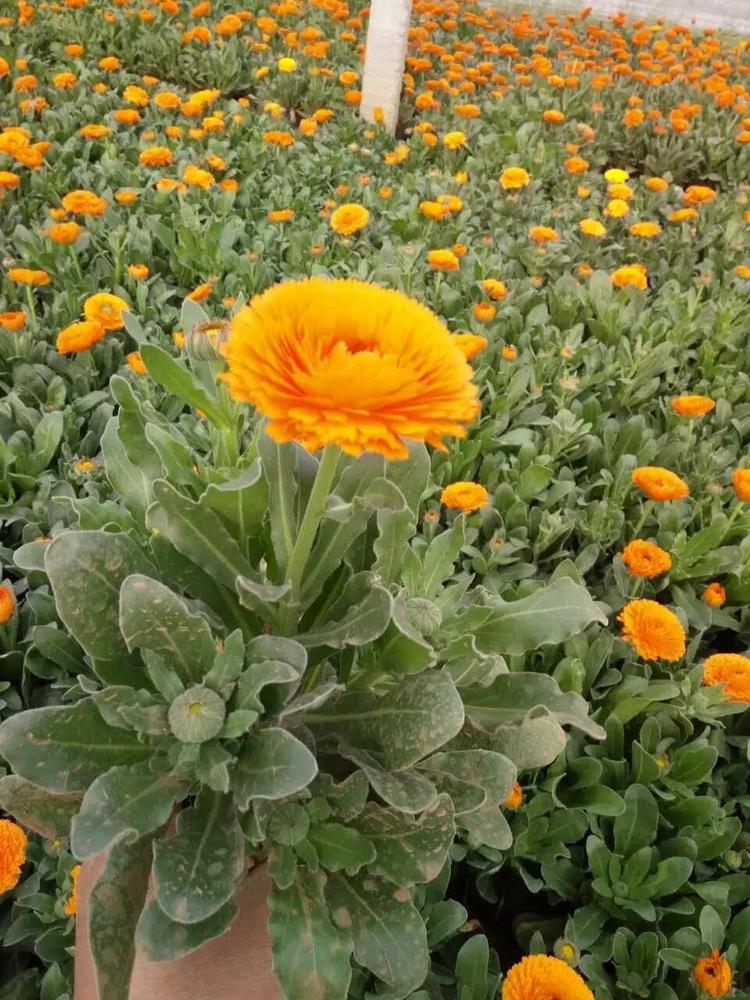 租摆花卉万寿菊  万寿菊报价  庭院常见栽培
