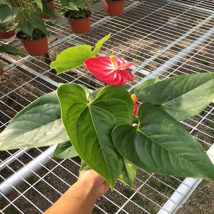 梓熙 红掌价格 庭院阳台美化