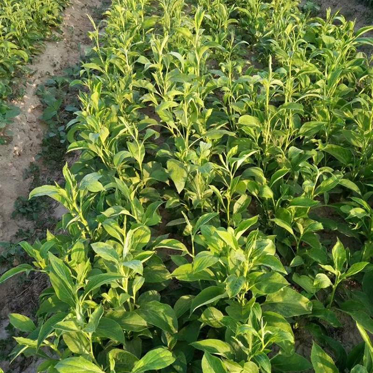 白术种苗 白术种植基地 厂家批发供应