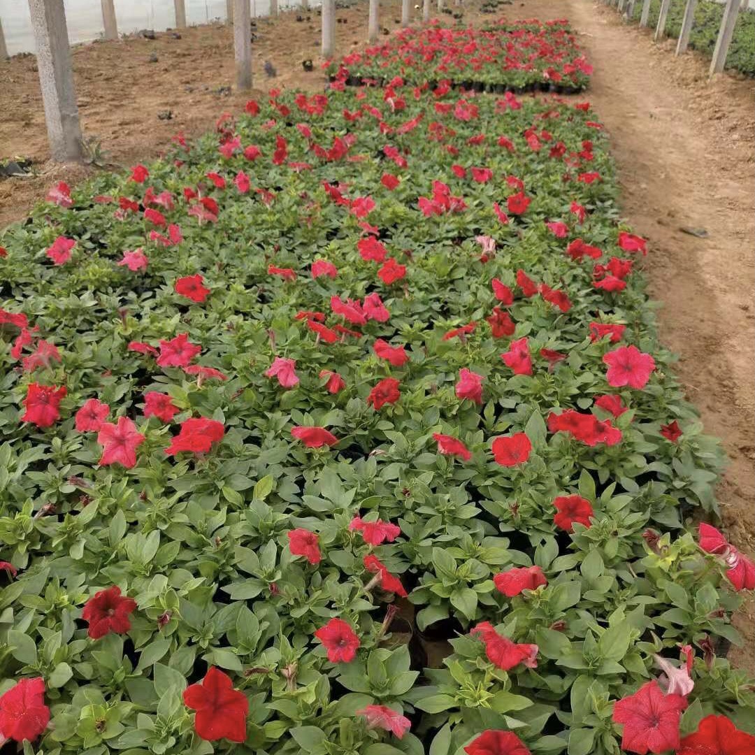 立即询价 联系企业 基地种植矮牵牛花棚矮牵牛小草花盆栽安艺大型供应商 矮牵牛花朵大 花头多 花期长 颜色多 花期4月至降霜 身体健壮如牛 一般不会有虫害 花卉装饰用途多 如工地绿化 花坛 庭院 小到阳台 书桌也能装饰美丽 0 22 500棵起