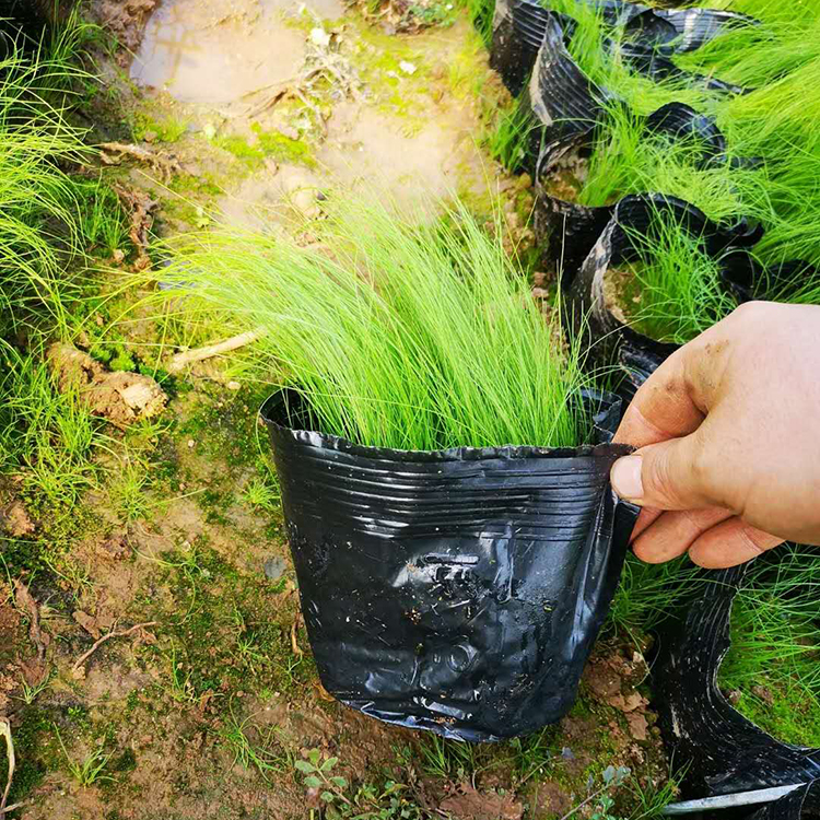 细茎针茅小苗批发基地 基地批发细茎针茅小苗 来电咨询