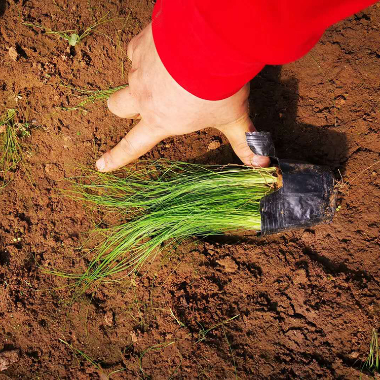 细茎针茅小苗供应商 远创供应细茎针茅小苗 易栽培