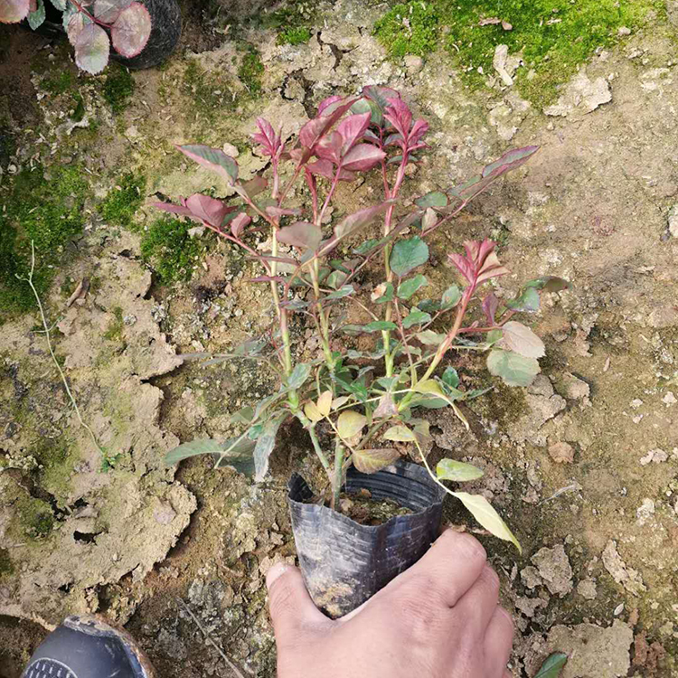 大花月季培育基地 远创供应大花月季 量大价优