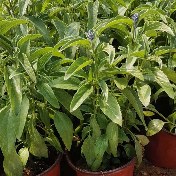 远创批发一串红杯苗 一串红杯苗价格 价格优惠
