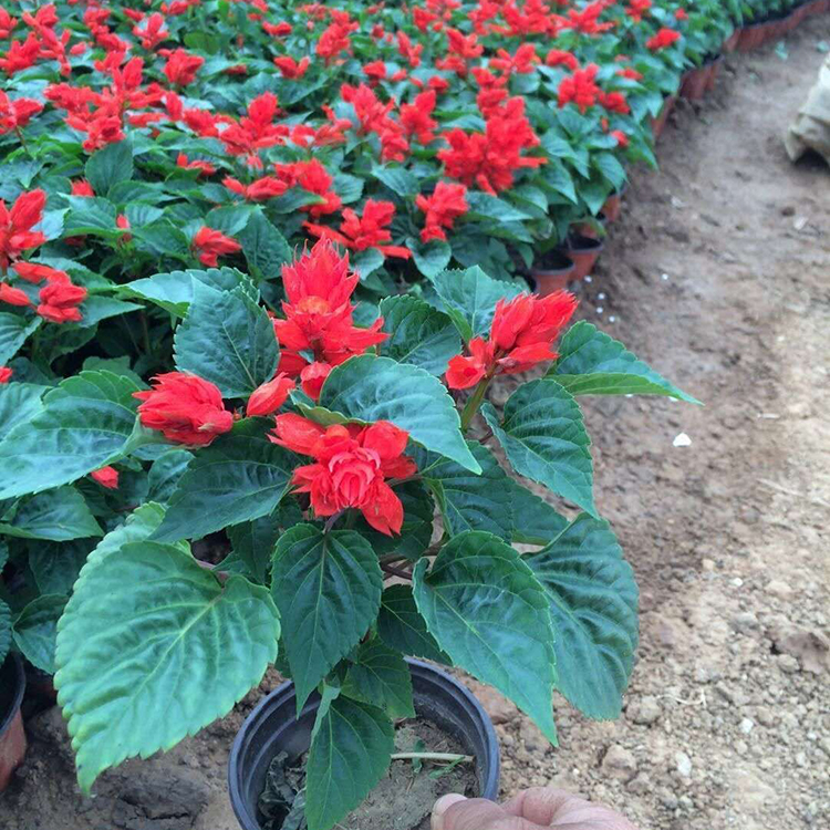 一串红小苗培育基地 好成活一串红小苗 价格优惠