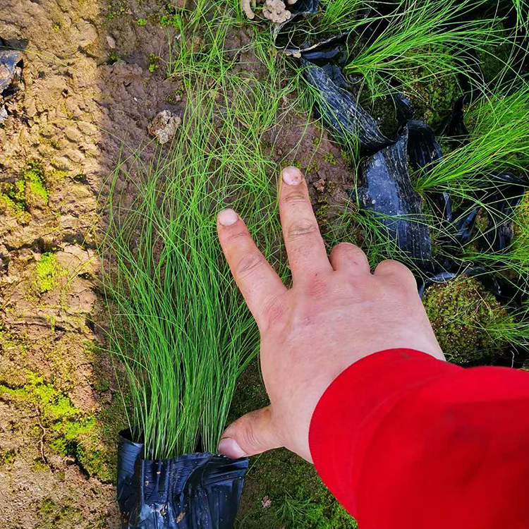 基地直供细茎针茅小苗 细茎针茅小苗价格 量大价优