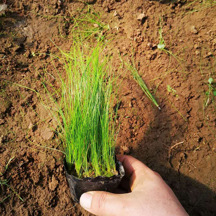 细茎针芒供应 远创供应细茎针芒 易栽培